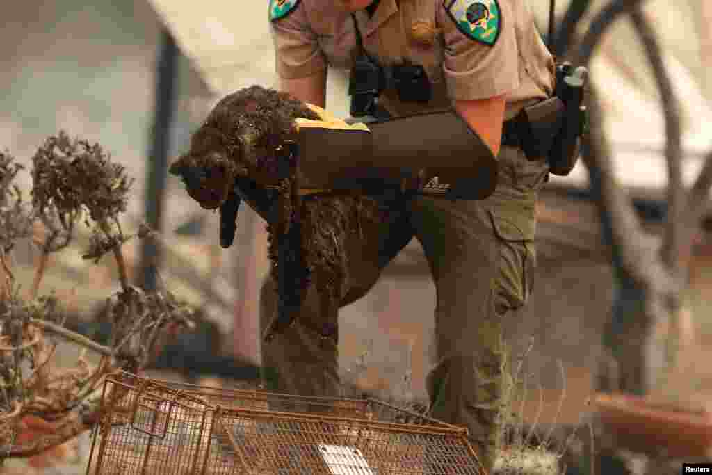 A deputy with the Napa County Sheriff&#39;s Office Animal Services Unit carries an injured cat near a property destroyed by the Glass Incident Fire in the Deer Park neighborhood in St. Helena, California, Sept. 28, 2020.