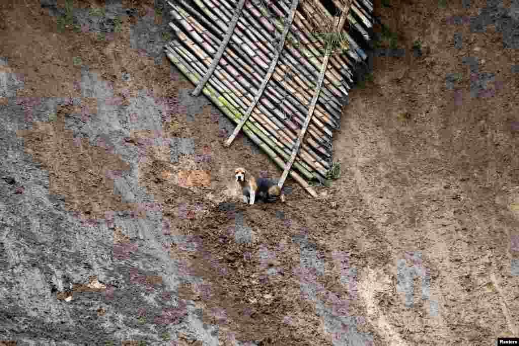 Seekor anjing tampak menunggu untuk diselamatkan setelah bencana tanah longsor melanda kawasan permukiman di kota Manizales, Kolombia.