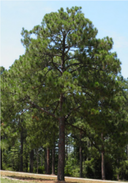 A Mature Longleaf Pine