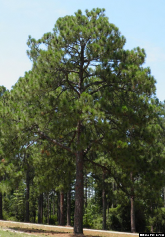 A Mature Longleaf Pine