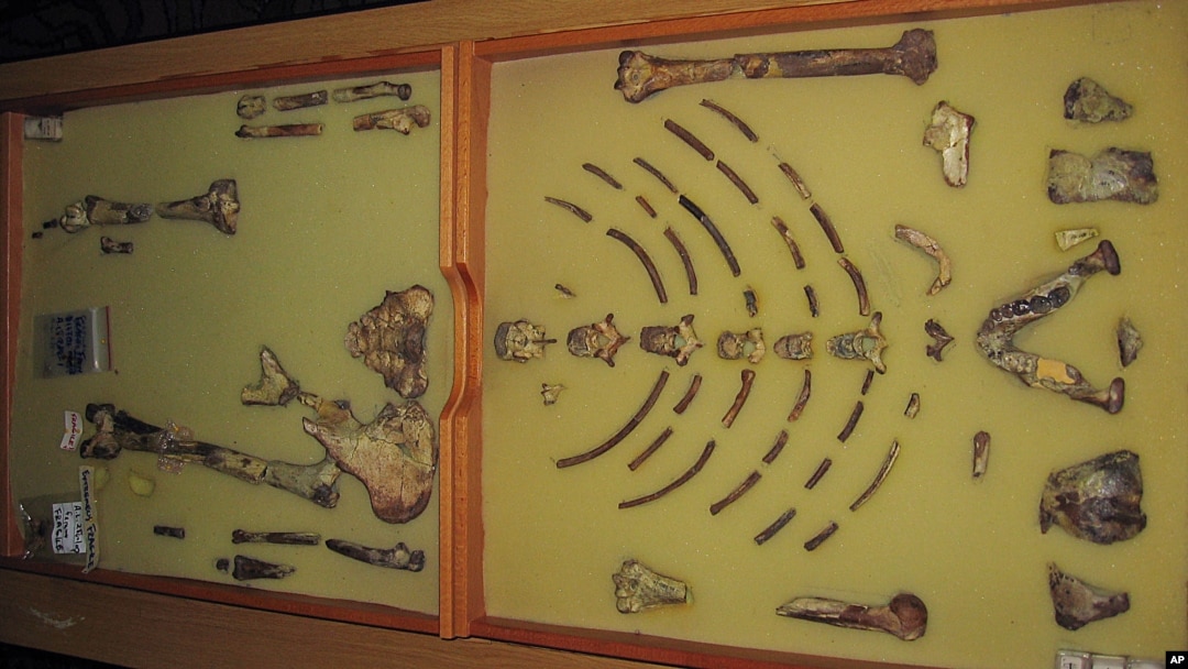 FILE - The framed hominid fossil "Lucy" — the first Australopithecus afarensis skeleton found — is seen at an exhibition at the Ethiopian Natural History Museum in Addis Ababa on Oct. 24, 2006.