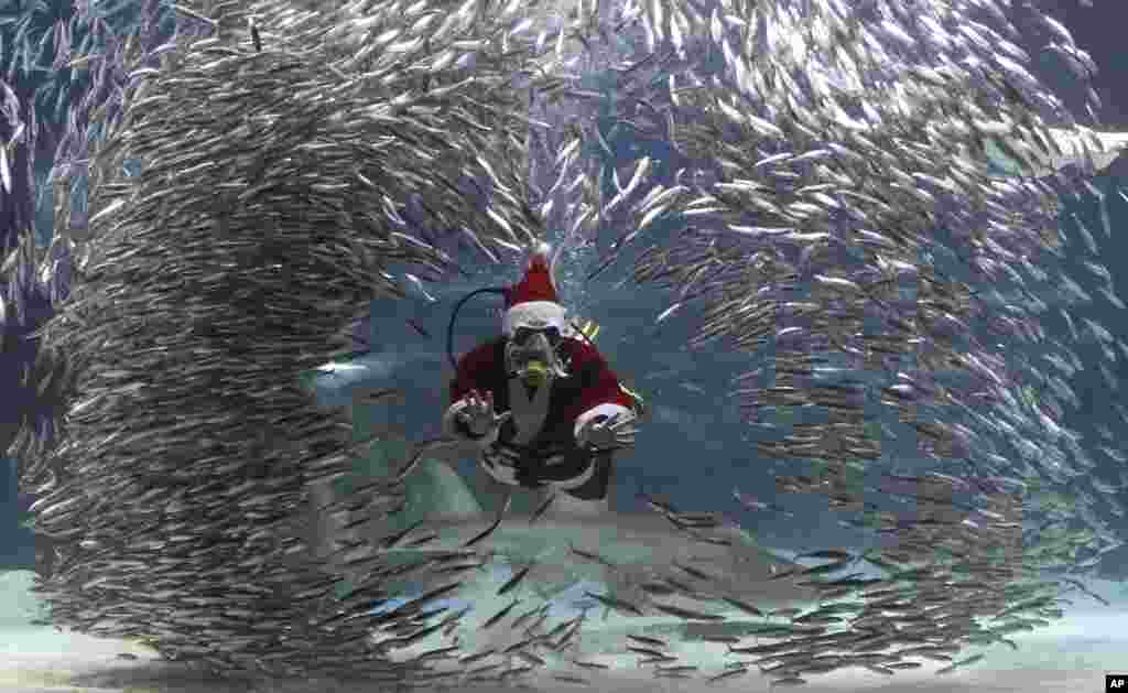 A diver dressed in a Santa Claus costume performs with sardines at the Coex Aquarium in Seoul, South Korea.