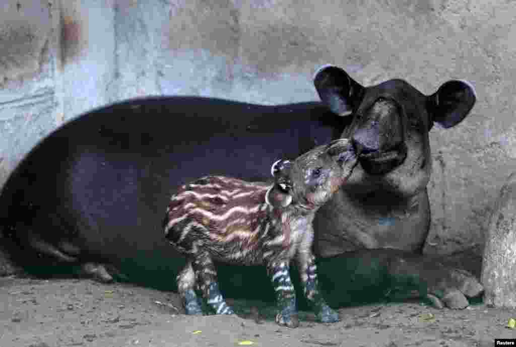 Valentina, a three-day-old tapir born in captivity and considered an endangered species in Central America, is seen near her mother at the National Zoo in Managua, Nicaragua, Feb. 12, 2020.