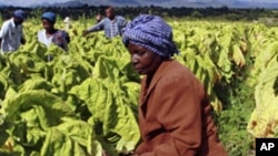 Farm workers harvest tobacco leaves at Nyamzura Farm in Odzi, about 200 kilometers east of capital city Harare, Zimbabwe, February 18, 2011