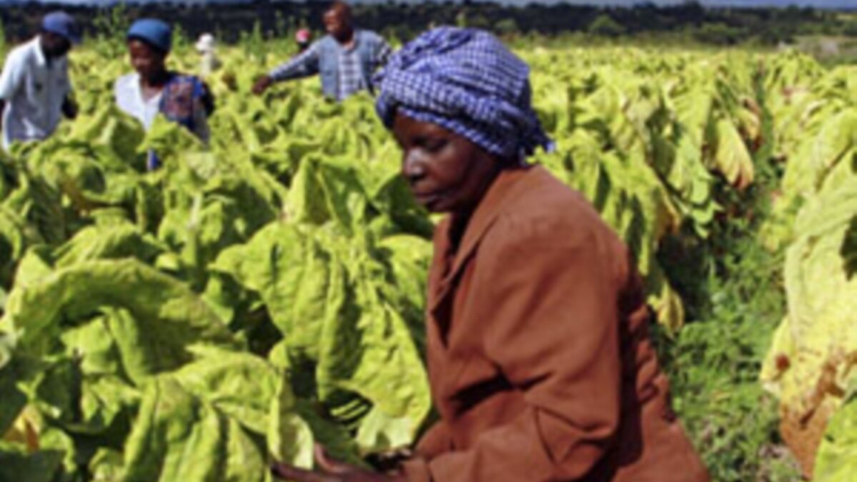 Chaos at Govt Jobs Fair in Economically Troubled Zimbabwe Underscores