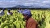 Zimbabwe Farmers Increasing Tobacco Production on Seized Land