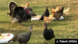 At Poplar Spring Animal Sanctuary, Thanksgiving is for the turkeys.