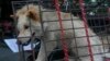 Animal Rights Activists Target China Dog Meat Festival