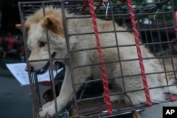 FILE - - A dog in a small cage waits to be sold in Yulin Big Market.