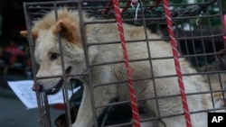 FILE - - A dog in a small cage waits to be sold in Yulin Big Market.