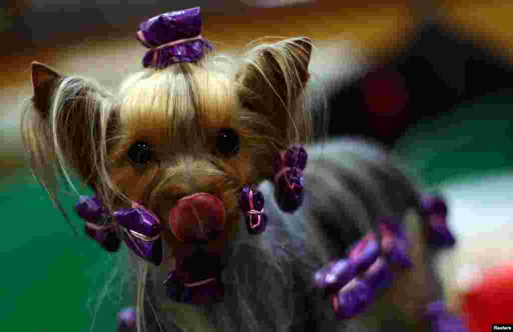 A Yorkshire Terrier is groomed during the final day of the Crufts Dog Show in Birmingham, Britain, March 10, 2019.