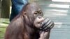 Orangutan Malaysia Dipaksa Berhenti Merokok