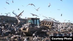 As the climate warms, white storks on Europe's Iberian Peninsula have become addicted to junk food, leaving their migrating habits behind in recent years. (Photo courtesy of University of East Anglia)