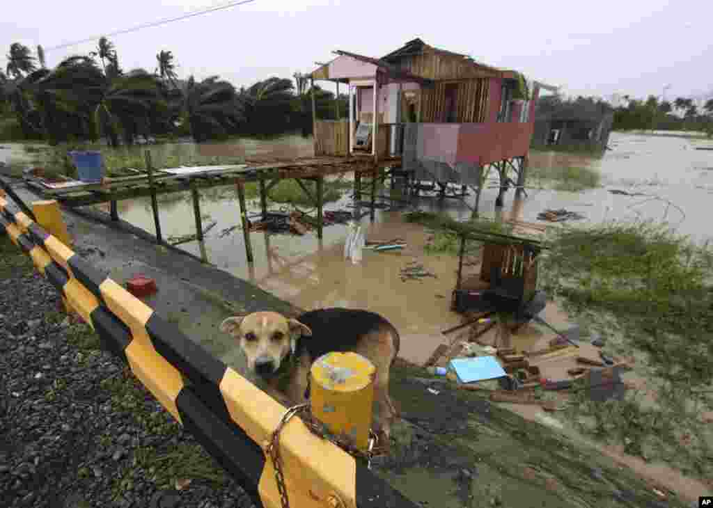 4일 필리핀 콤파스텔라밸리 주에서 태풍 보파 피해로 파괴된 가옥. 주민이 기르던 개가 집 주변에 묶여있다.
