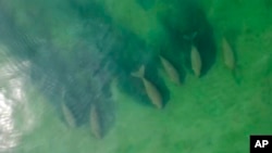 In this image taken from video taken April 22, 2020, by Thailand’s Department of National Parks, Wildlife and Plant Conservation, six dugongs are swimming together in the shallow waters in the area of Chao Mai Beach national park in Trang province, Thailand.