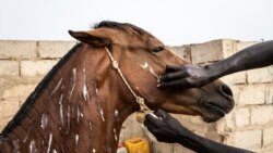 Un conducteur de charrette nettoie et met du beurre de karité sur son cheval avant une journée de travail à Dakar le 5 mai 2021.