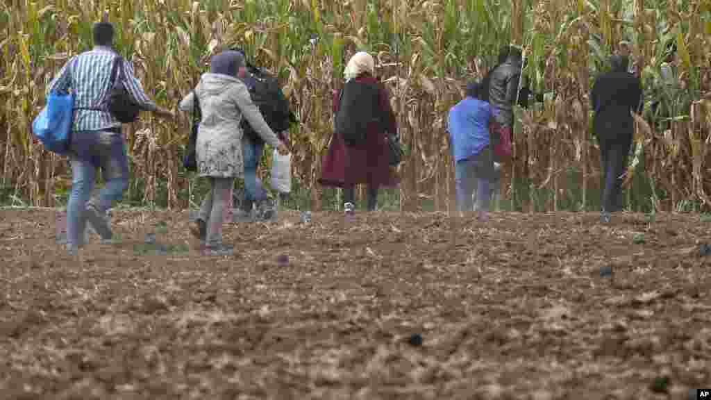 Des migrants se précipitent dans un champ de maïs.