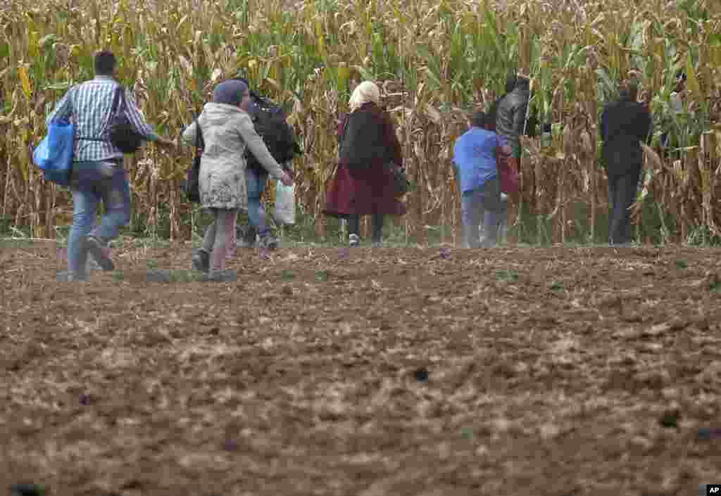 Migrants run into a corn field.
