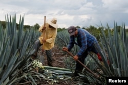 Farmers know as Jimador harvest in a blue agave plantation in Tepatitlan, Jalisco, Mexico, Sept. 6, 2017.