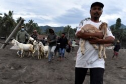 Warga membawa ternaknya untuk dievakuasi pasca erupsi Gunung Semeru di Desa Sumber Wuluh, Lumajang, Provinsi Jawa Timur, 6 Desember 2021. (Antara Foto/Zabur Karuru/via REUTERS)