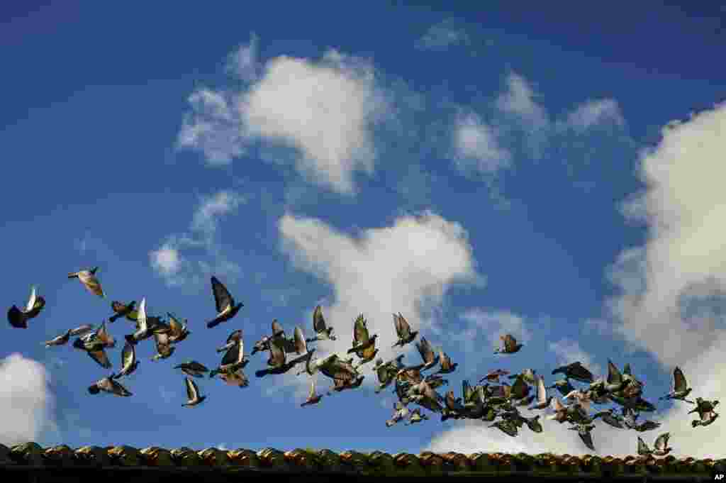 پرواز گروهی از کبوتران در پامپلونای اسپانیا در یک عصر پائیزی