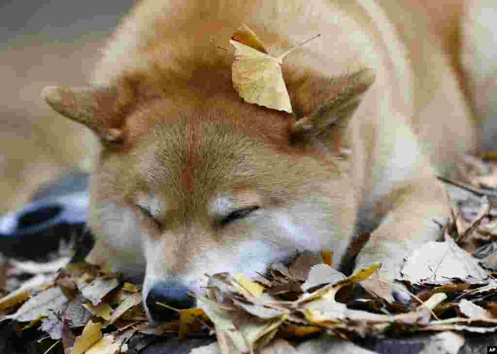 In this Wednesday, Dec. 23, 2015 photo, Shiba Inu Maru relaxes at Ueno Park in Tokyo. This bundle of fun and fur is a 7-year-old Shiba Inu who has been top dog on Instagram for several years. Marutaro has 2.2 million followers on Instagram. (AP Photo/Shiz