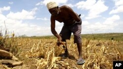 A farmer gathers arid corn crops on his farm in Kwale, Kenya (File Photo).