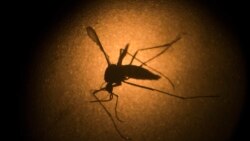 Hỏi đáp Y học: Virút zika