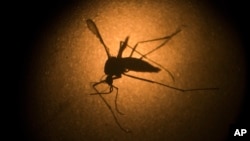 Một con muỗi Aedes aegypti được chụp qua kính hiển vi tại Viện Fiocruz ở Recife, bang Pernambuco, Brazil, ngày 27 tháng 1 năm 2016.