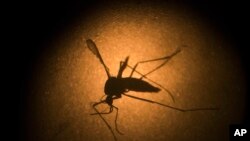 El Zika se vincula con la microcefalia en bebés, defecto congénito que hace que la cabeza sea anormalmente pequeña, lo que puede generar dificultades de desarrollo intelectual y físico.