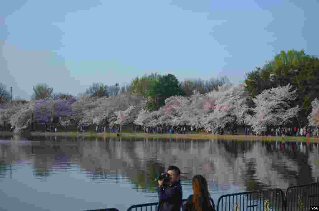 Os turistas fotografam as cerejeiras à volta do Tidal Basin, Washington, DC, Abril 13, 2014. (Elizabeth Pfotzer/VOA)