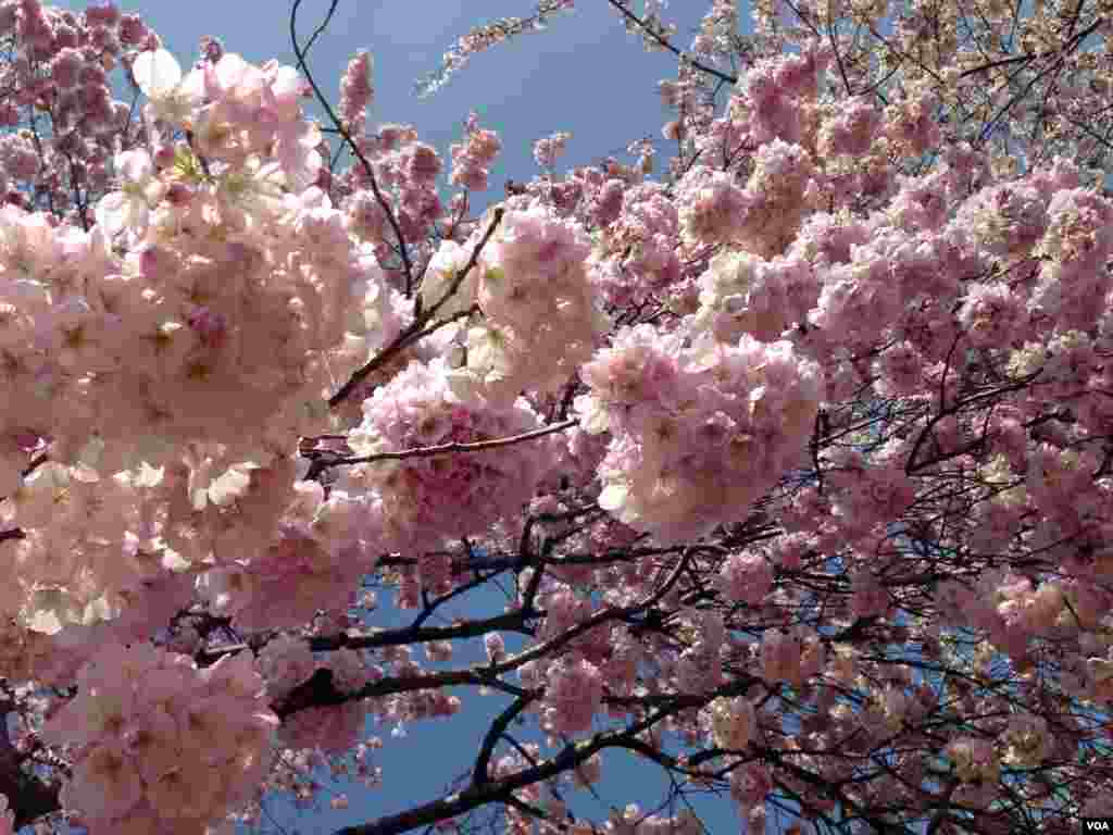 Cherry blossoms are seen along the tidal basin in Washington, D.C. (Photo by Sandra Lemaire/VOA)