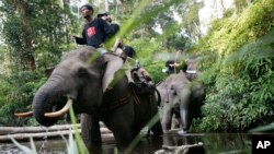 Patroli gajah di Tesso Nilo di Riau, untuk menggiring gajah liar kembali ke hutan. (Foto: Dok)