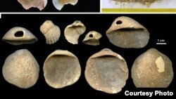 This undated image from Science Advances shows perforated shells found in sediments in the Cueva de los Aviones near Cartagena, Spain. The artifacts date to between 115,000 and 120,000 years ago. (Science Advances)