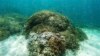 Scientists: Half of Hawaii’s Coral Reefs Bleached