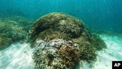 FILE - Fish swim over a patch of bleached coral in Hawaii's Kaneohe Bay off the island of Oahu. Nearly half of Hawaii's coral reefs were bleached during heat waves in 2014 and 2015 and fisheries close to shore are declining, a group of scientists told sta
