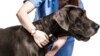 High-tech Collars Monitor Pets for Medical Problems