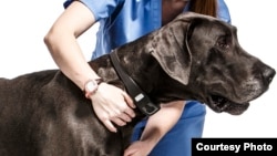Kalung Voyce bisa memonitor tanda-tanda kesakitan yang dialami seekor anjing. Produsen kalung tersebut menawarkan versi yang bisa digunakan oleh dokter hewan untuk membuat resep untuk hewan yang sedang dalam proses penyembuhan dari operasi atau penyakit jangka panjang. (Kredit: voyce.com)