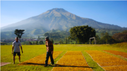 Petani menjemur tembakau mereka di Lapangan Kledung, Temanggung, Jawa Tengah. (Foto: VOA/Nurhadi Sucahyo)