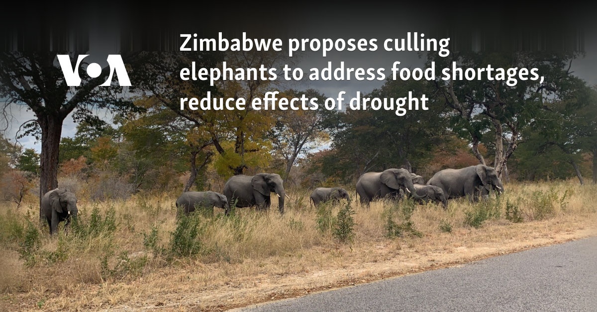 Zimbabwe Plans to Cull 200 Elephants Amid Drought