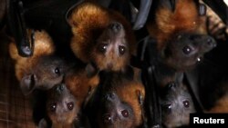 Grey-headed flying foxes, a type of fruit bat, pictured in a house in the outskirts of Bangkok, Thailand. (file photo)