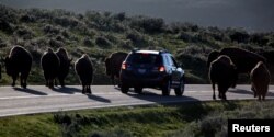 FILE - A car is stopped by a herd of bison crossing the highway in Yellowstone National Park, Wyoming, June 8, 2013.