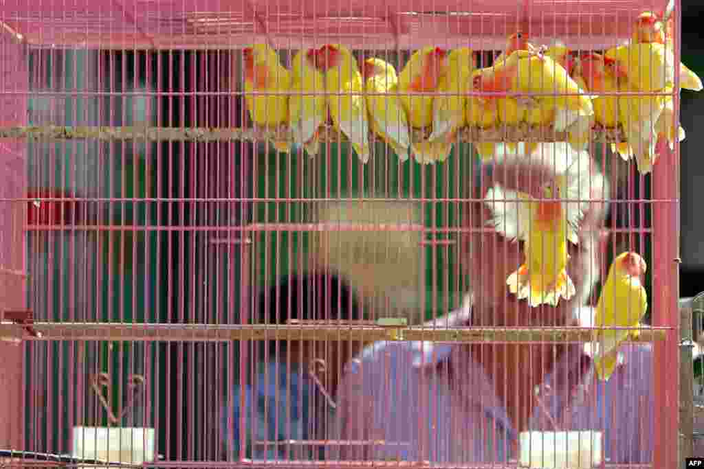 An Iraqi man looks at budgerigar birds for sale at the Al-Ghazel animal market in the capital, Baghdad, Feb. 19, 2016.