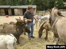 Donkey Park owner Steve Stiert, walks among his donkeys in Ulster Park, N.Y. Stiert offers free donkey-aided therapy programs and educational events as part of his mission to protect donkeys from mistreatment and neglect.