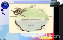 Profesor Krismono menjelaskan siklus hidup ikan Sidat di laut dan di air tawar yang membuat biota itu harus beruaya dari danau Poso menuju laut teluk Tomini (6 Juni 2020) Foto : Tangkapan Layar