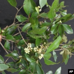 The threatened African wild olive, Olea africana, has anti-malarial properties that scientists say deserve further study.