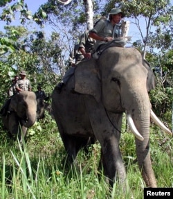 FILE - Indonesian forest rangers ride on elephants during a routine patrol in the Leuser National Park in Sumatra, April 7, 2001