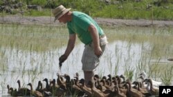 Petani di Negara bagian Vermont ini mendapat bantuan dana untuk meningkatkan produksi beras di wilayah Amerika timur laut yang beriklim sub-tropis (foto: dok). 