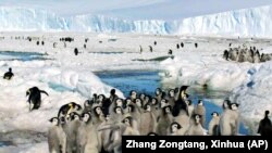 Crowds of Emperor penguins on the ice in Antarctica on December 21, 2005
