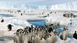Crowds of Emperor penguins on the ice in Antarctica on December 21, 2005